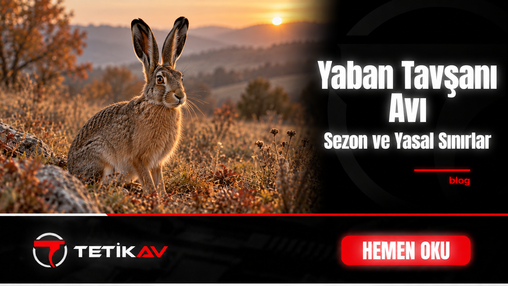 Doğal yaşam alanında yaban tavşanı; av sezonu ve yasal sınırlar konulu blog kapağı